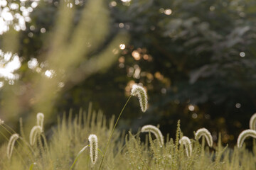 grass and flowers