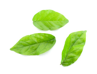 Fototapeta premium jasmine isolated on white background