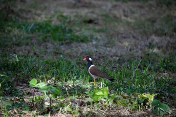 Red - wattled Lapwing