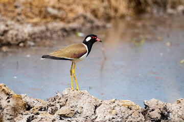 Red - wattled Lapwing
