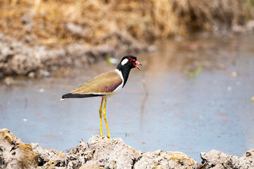Red - wattled Lapwing