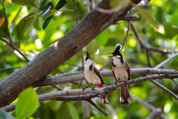 Red - whiskered Bulbul
