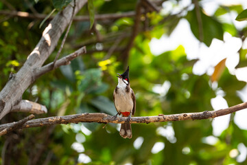 Red - whiskered Bulbul