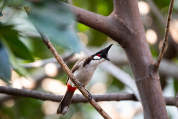 Red - whiskered Bulbul