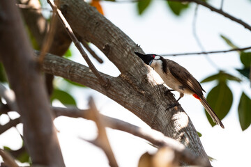 Red - whiskered Bulbul