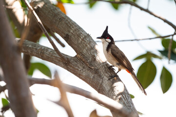 Red - whiskered Bulbul
