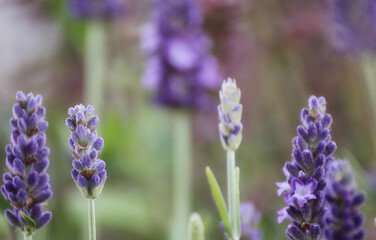 Nature background lavandula augustifolia or true lavender, close up soft focus
