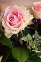 romantic pink rose, close up soft focus