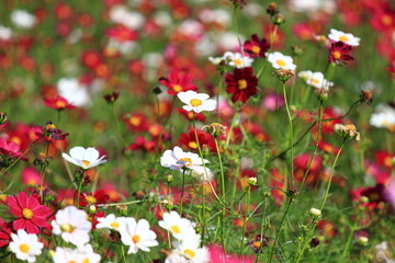 Obraz na płótnie Canvas 秋の野原一面に咲くコスモスの花
