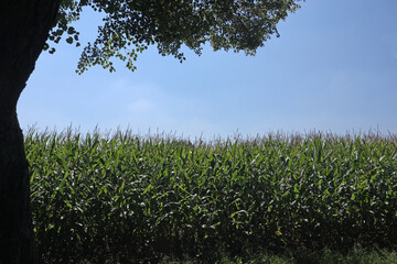 Corn field in summer framed by a tree, agricultural landscape