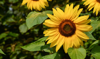 Tournesol