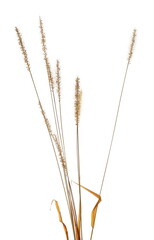 Fototapeta premium Dry, yellow grass with seeds isolated on white background and texture, clipping path
