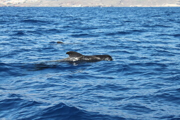 Naklejka premium tenerife pilot whale