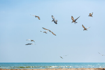 Fototapeta na wymiar A flock of seagulls circling in the sky near the sea coast