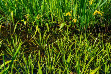 Ditch with Water soldiers (Stratiotes aloides)
