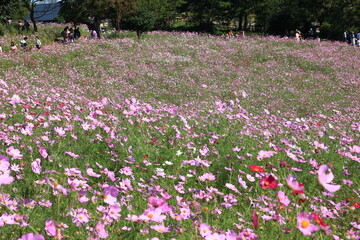 秋の野原一面に咲くコスモスの花