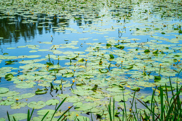 Pool with Yellow water-lily (Nuphar lutea)
