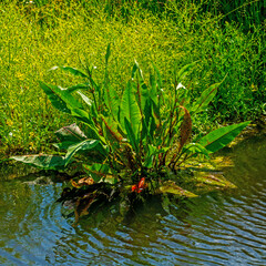 Close up of Great water dock   (Rumex hydrolapathum)
