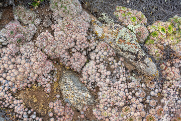 Rounded steppe vegetation between stones. Horizontal image.
