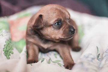 A toy terrier puppy lies on a cloth with a sad look. Head turned to the side. Selective shallow focus.