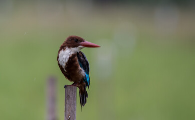 White - throated Kingfisher perched on a tree stump.