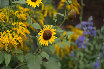 sunflowers in a garden