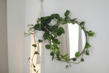 stylish home interior with a round mirror on a wall and a green houseplant epipremnum