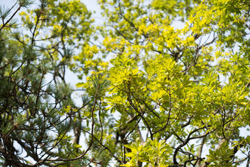 green yellow leaves on oak tree branch