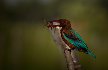 White - throated Kingfisher perched on a tree stump.