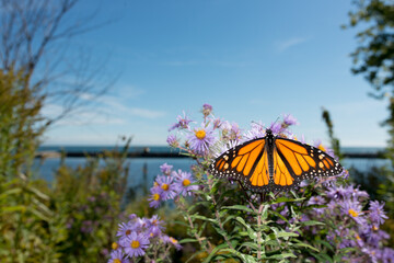 monarch butterfly at the edge of a lake