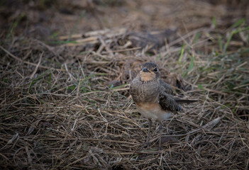 Glareola maldivarum He hadn't grown up while standing on the hay.