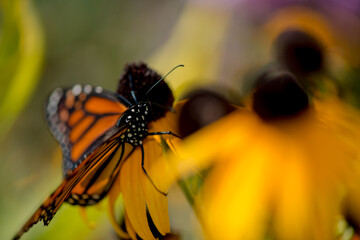 abstract composition with rudbeckia and monarch butterfly