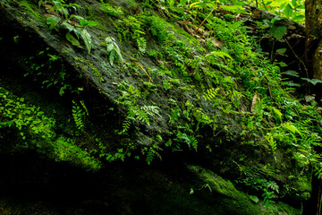 Fototapeta premium Pink, purple, blur, nature, meadow. Camping ground. attractions