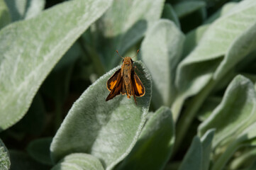 skipper butterfly on green foliage