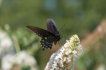 female Papilio polyxenes, or (eastern) black swallowtail on a Buddleja davidii or butterfly bush