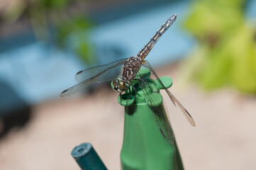 dragonfly on a garden pole