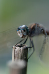 portrait of a dragonfly