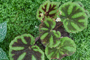 Begonia masoniana or iron cross begonia