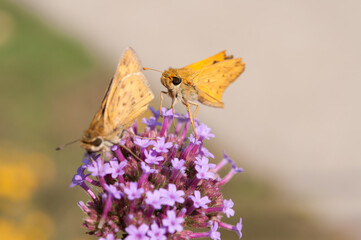 two skipper butterflies follow one another on a purple flower