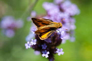 skipper butterfly on purple flowers