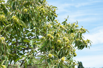 chestnut with cupule or bur (round spiky balls) on a cloudy blue sky