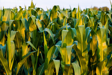 Corn agriculture. Green nature. Rural field on farm land in summer. Plant growth. Farming scene....