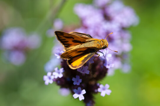 skipper butterfly on purple flowers