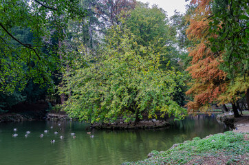 Fototapeta na wymiar japanese garden with pond and trees