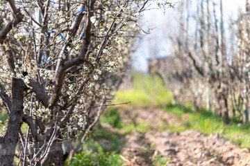 Peach with white flowers in spring.