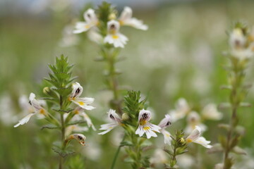 Euphrasia rostkoviana, a small perennial herb with white flowers