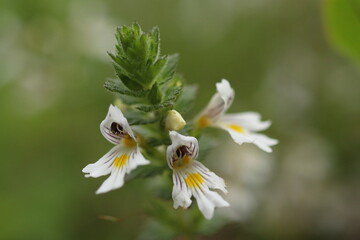 Euphrasia rostkoviana, a small perennial herb with white flowers