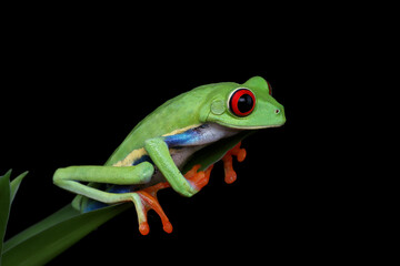 Fototapeta premium Rd-eyed tree frog (Agalychnis callidryas) closeup