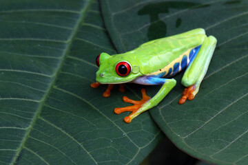 Rd-eyed tree frog (Agalychnis callidryas) closeup