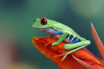 Rd-eyed tree frog (Agalychnis callidryas) closeup